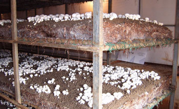 Mushroom Cultivation