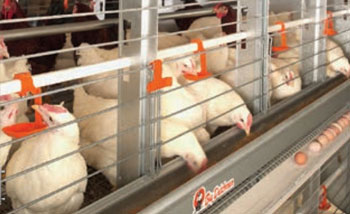 Poultry Broiler & Layer