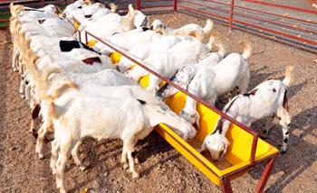 Goat Farming