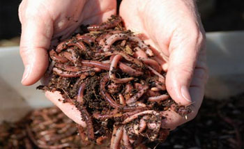 Vermicompost