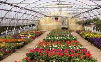 Horticultural Nursery
